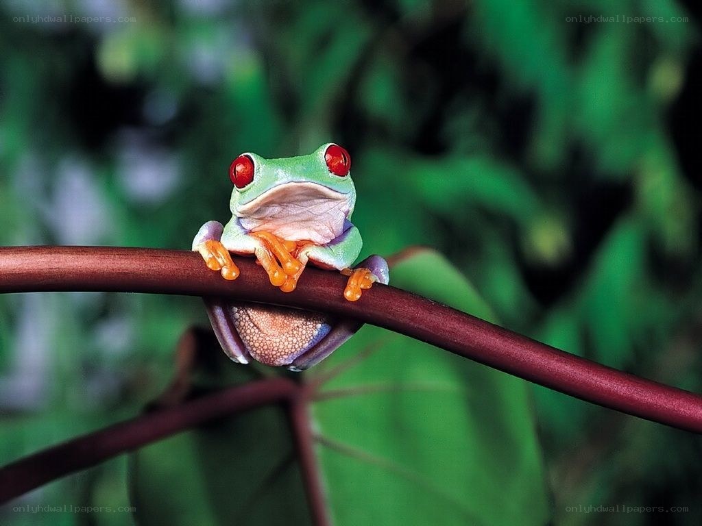Red-eyed tree frog on branch