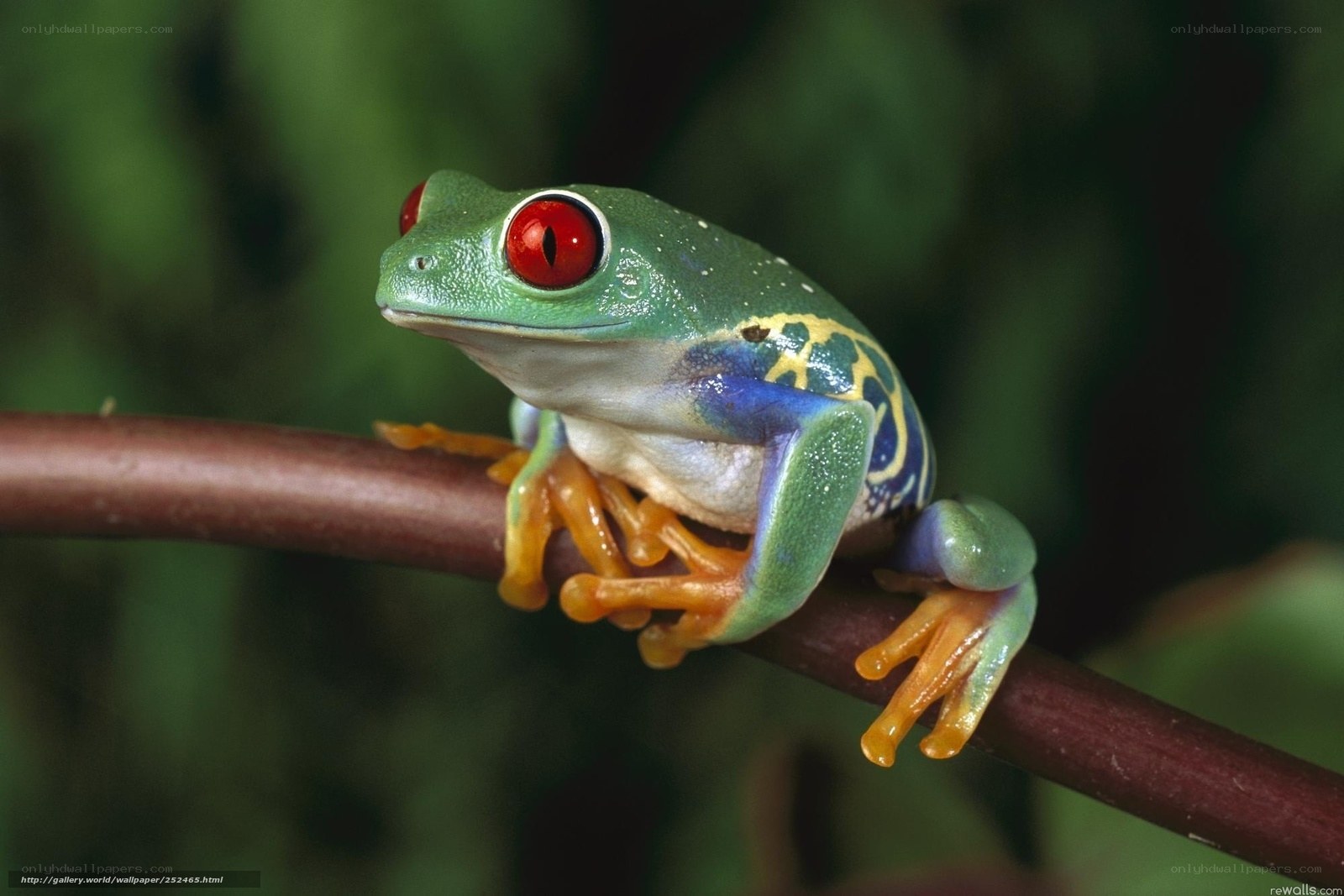 red-eyed tree frog on branch