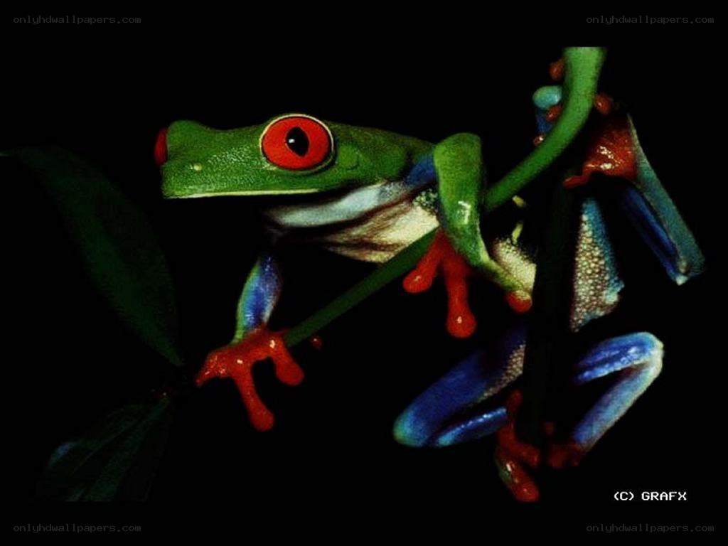 red-eyed tree frog on branch