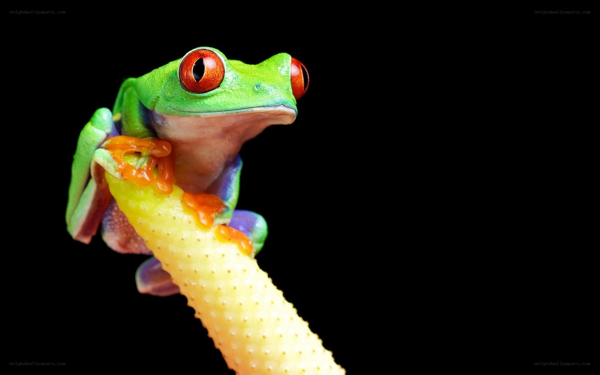 Red-eyed tree frog on branch