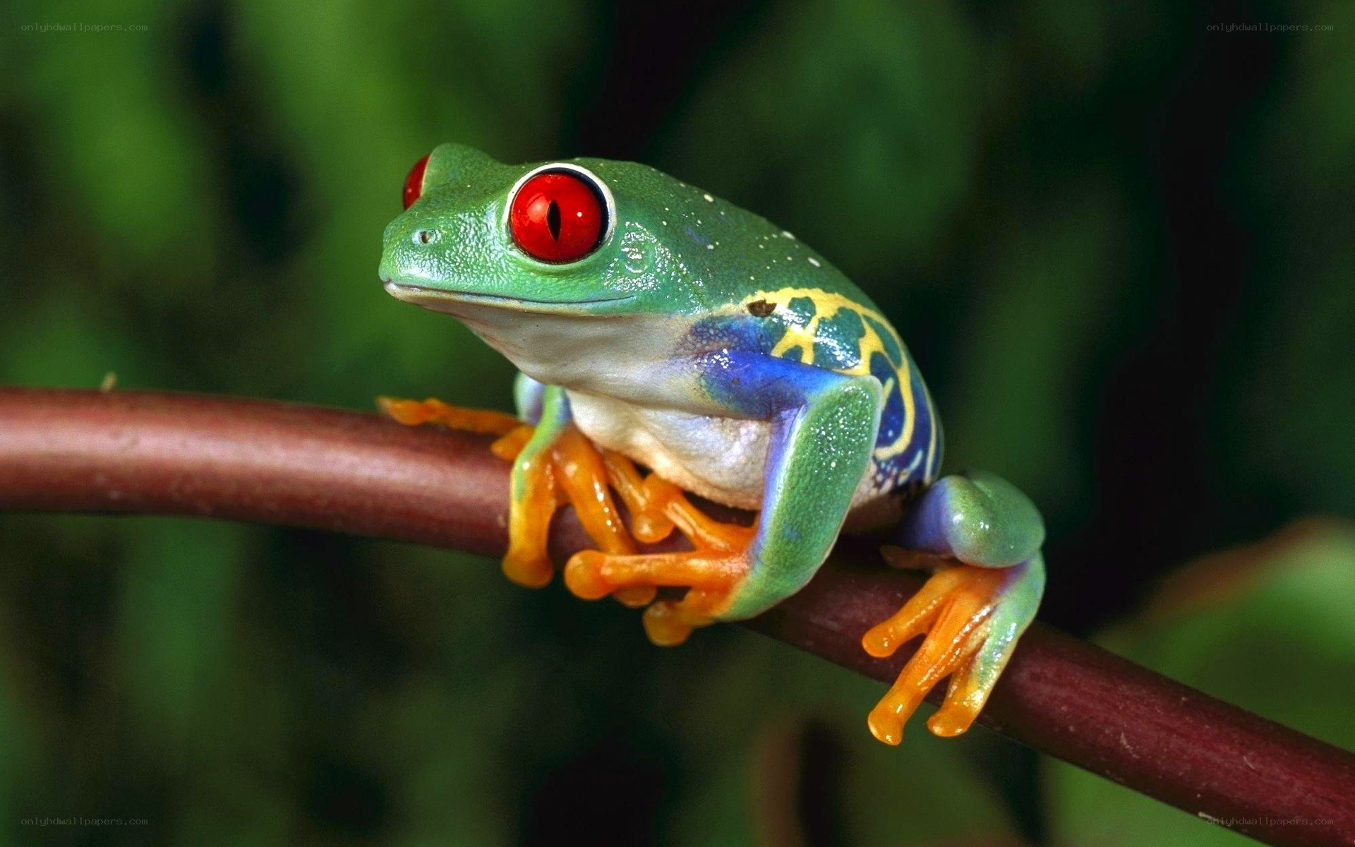 Red-eyed tree frog on branch