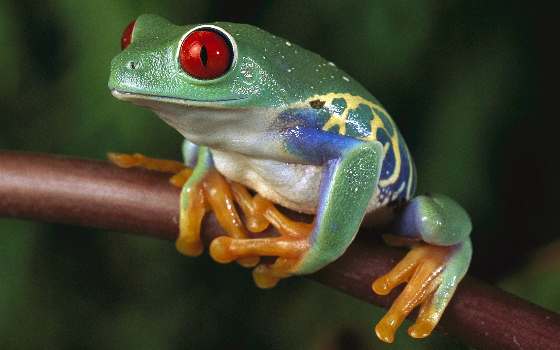 Red-eyed tree frog on branch