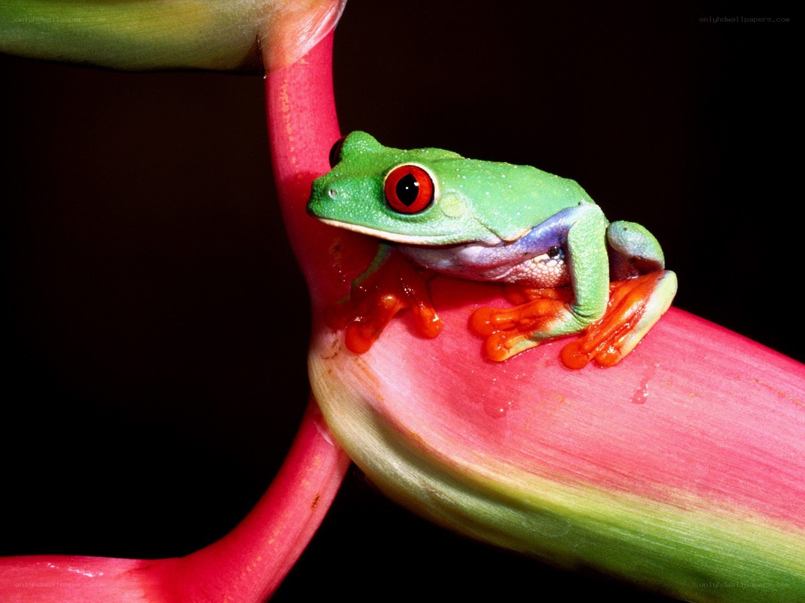 Red-eyed tree frog on flower