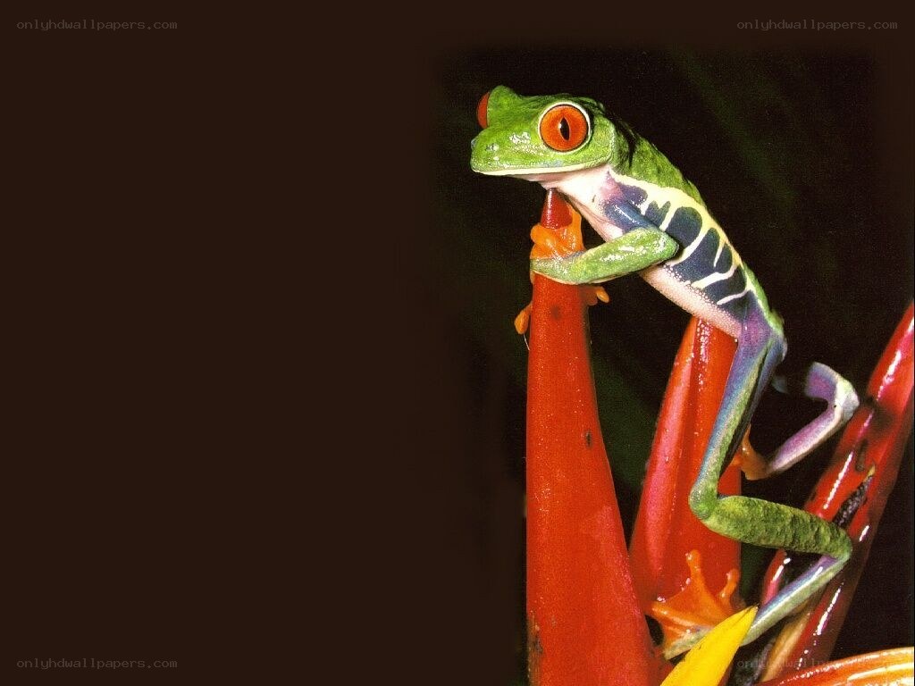 Red-eyed tree frog on flower