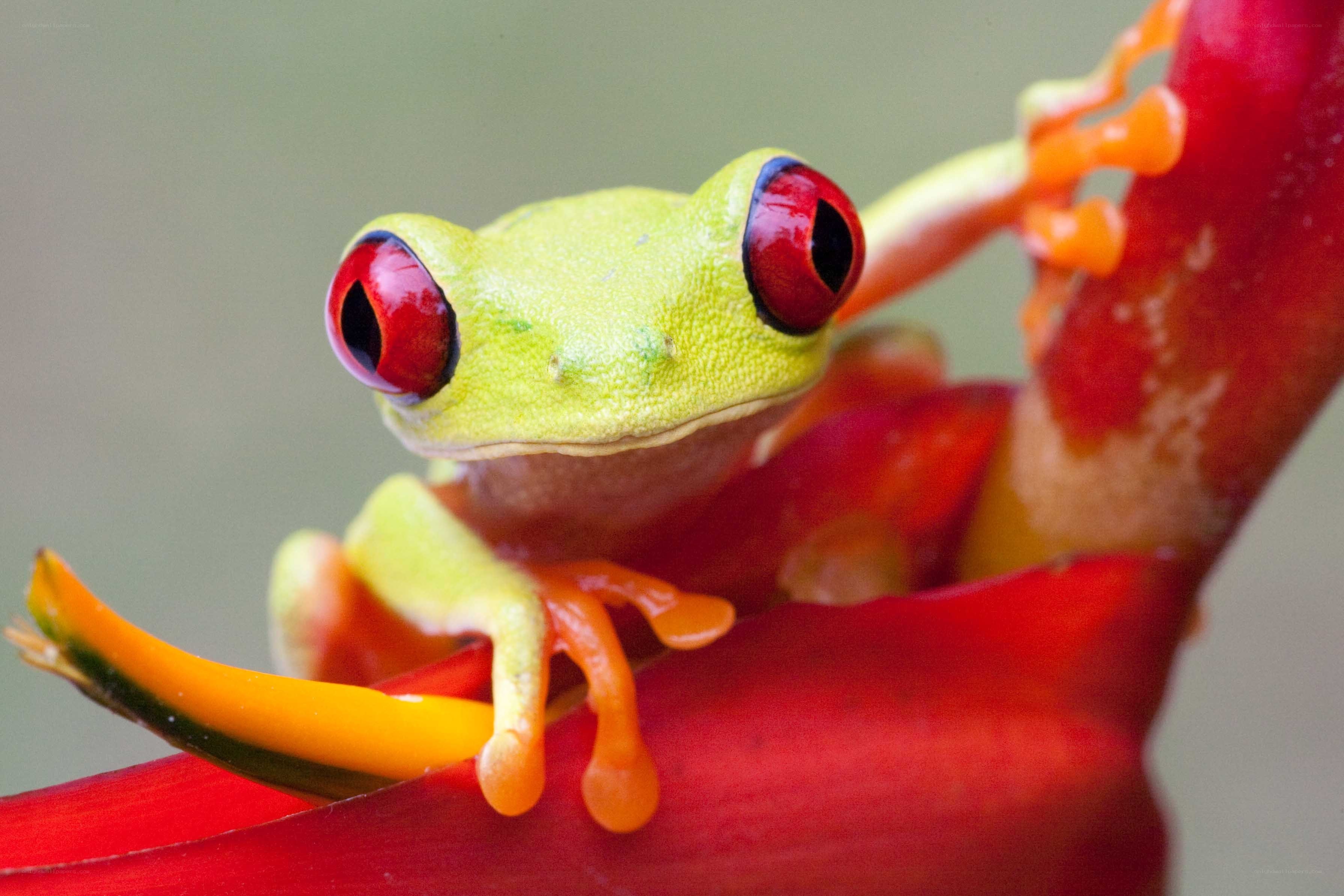 Red-eyed tree frog on flower