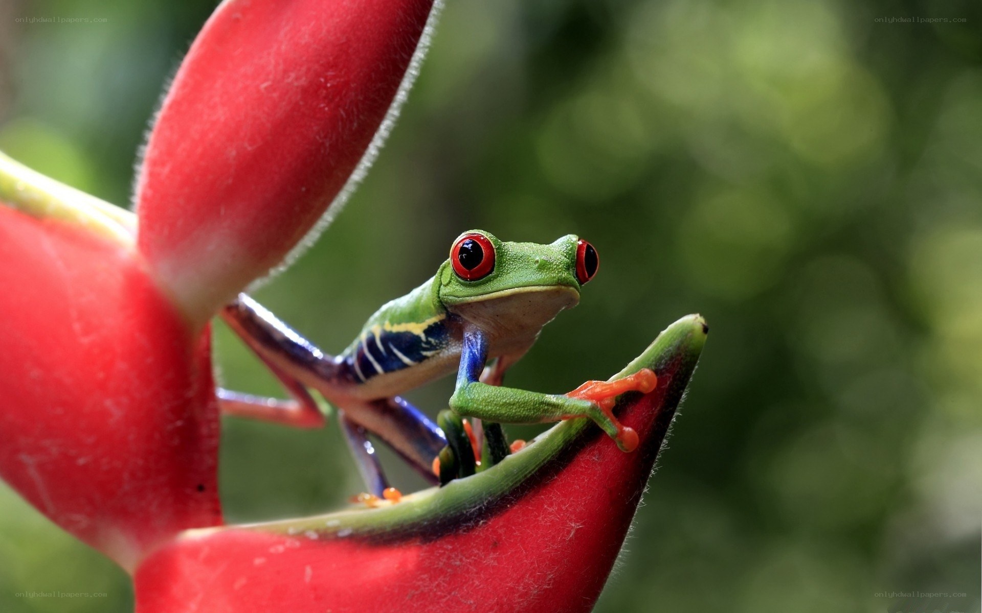 Red-eyed tree frog on flower