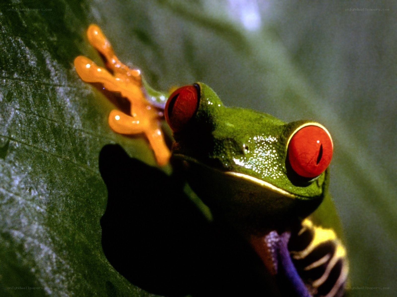 Red-eyed tree frog on leaf