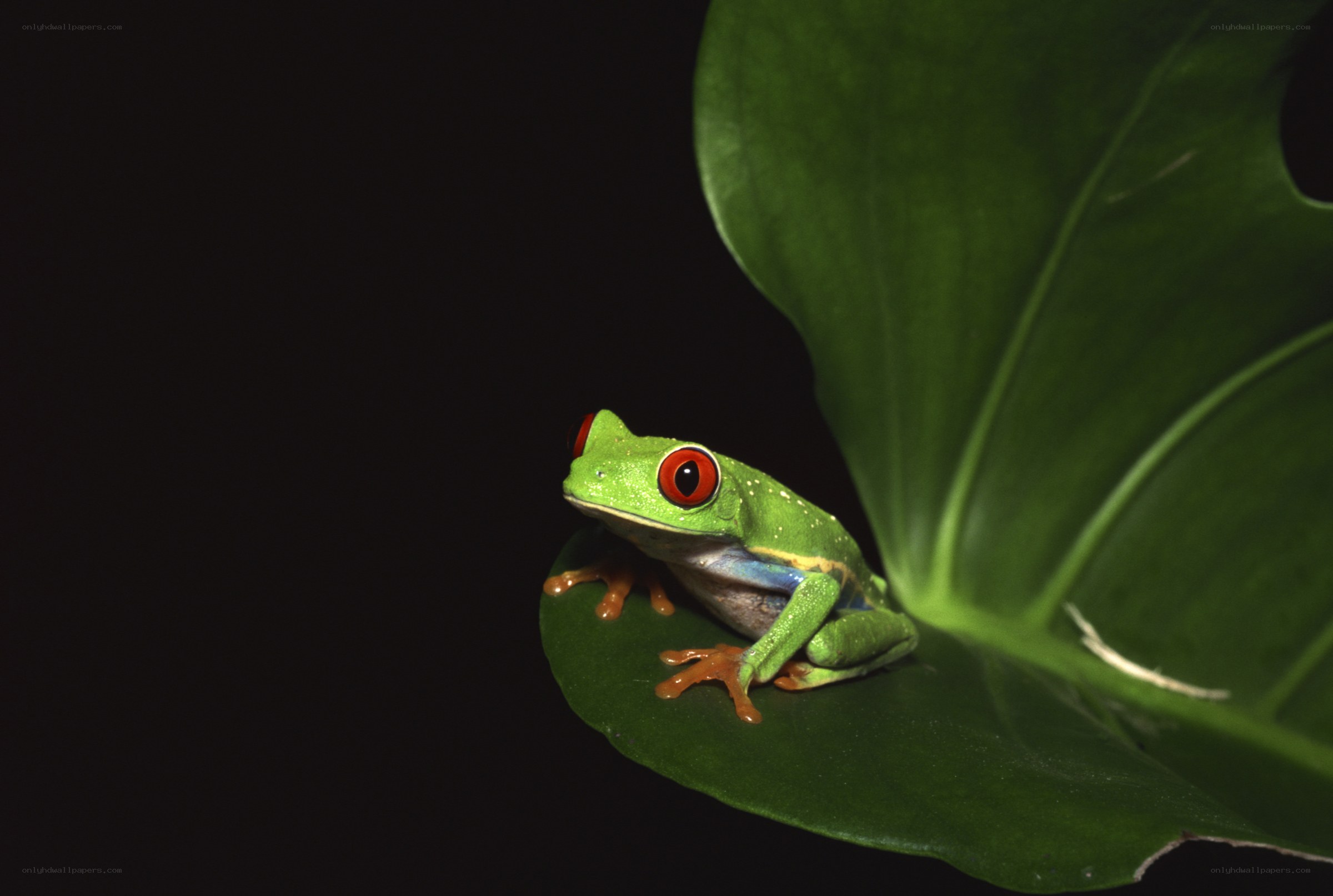 Red-eyed tree frog on leaf