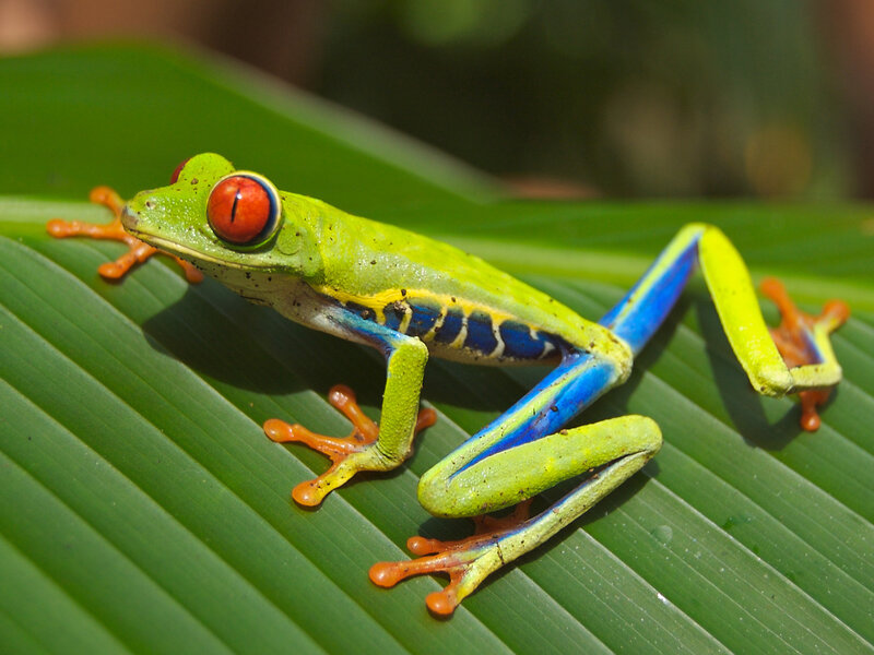 Red-eyed tree frog on leaf
