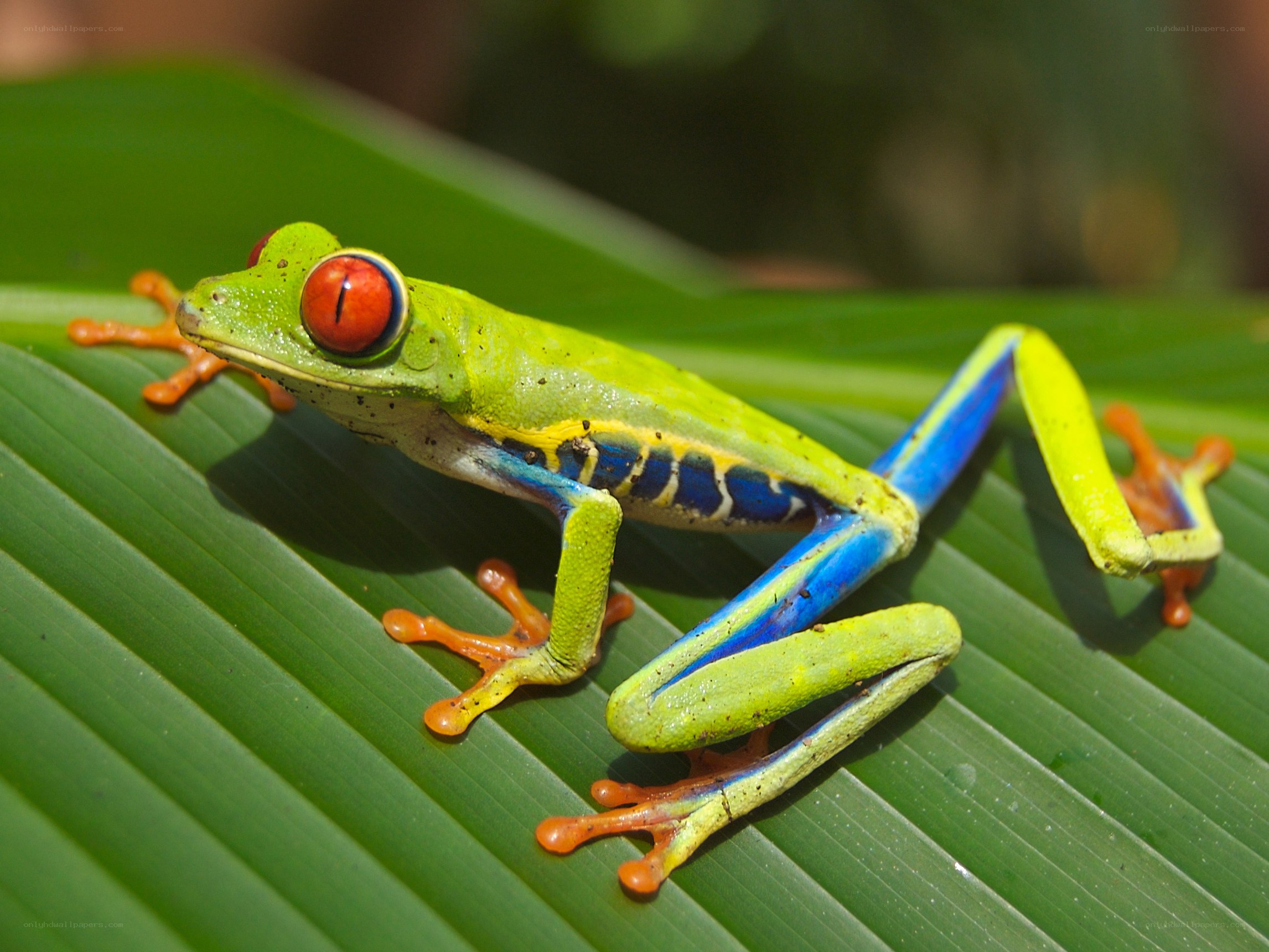 Red-eyed tree frog on leaf