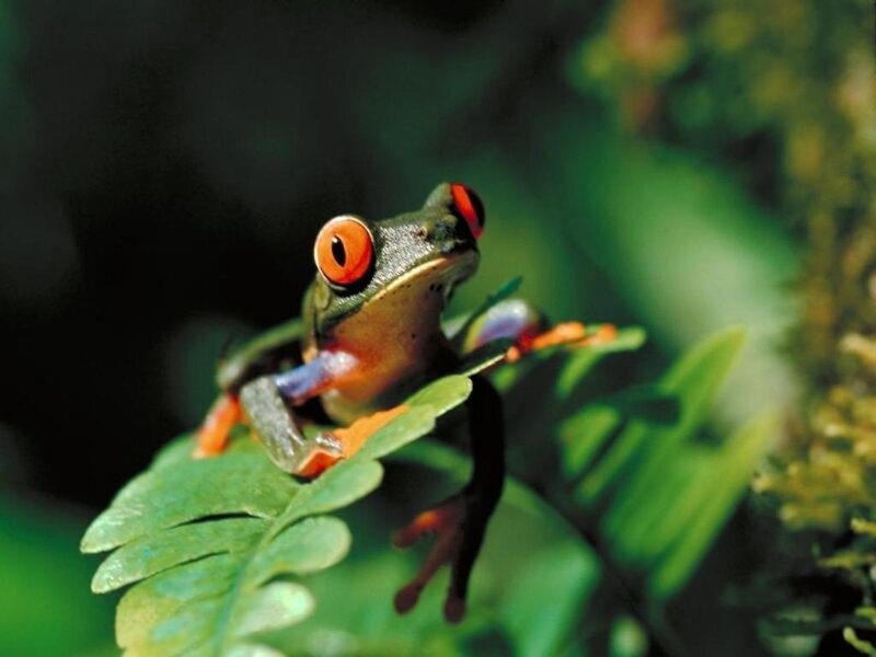 Red-eyed tree frog on leaf