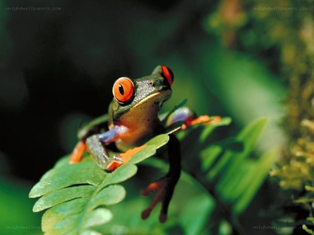Red-eyed tree frog on leaf
