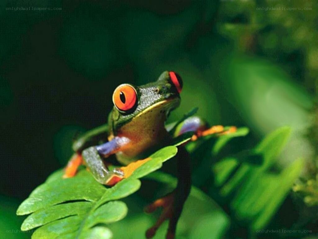red-eyed tree frog on leaf
