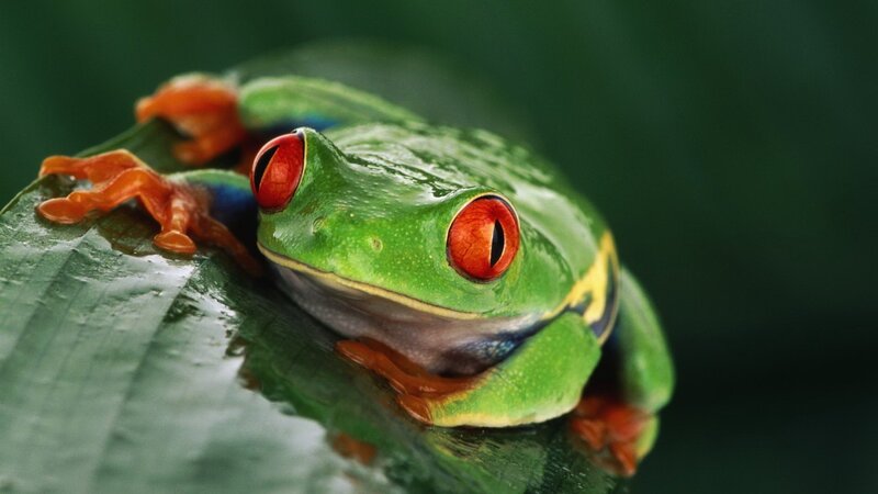 Red-eyed tree frog on leaf
