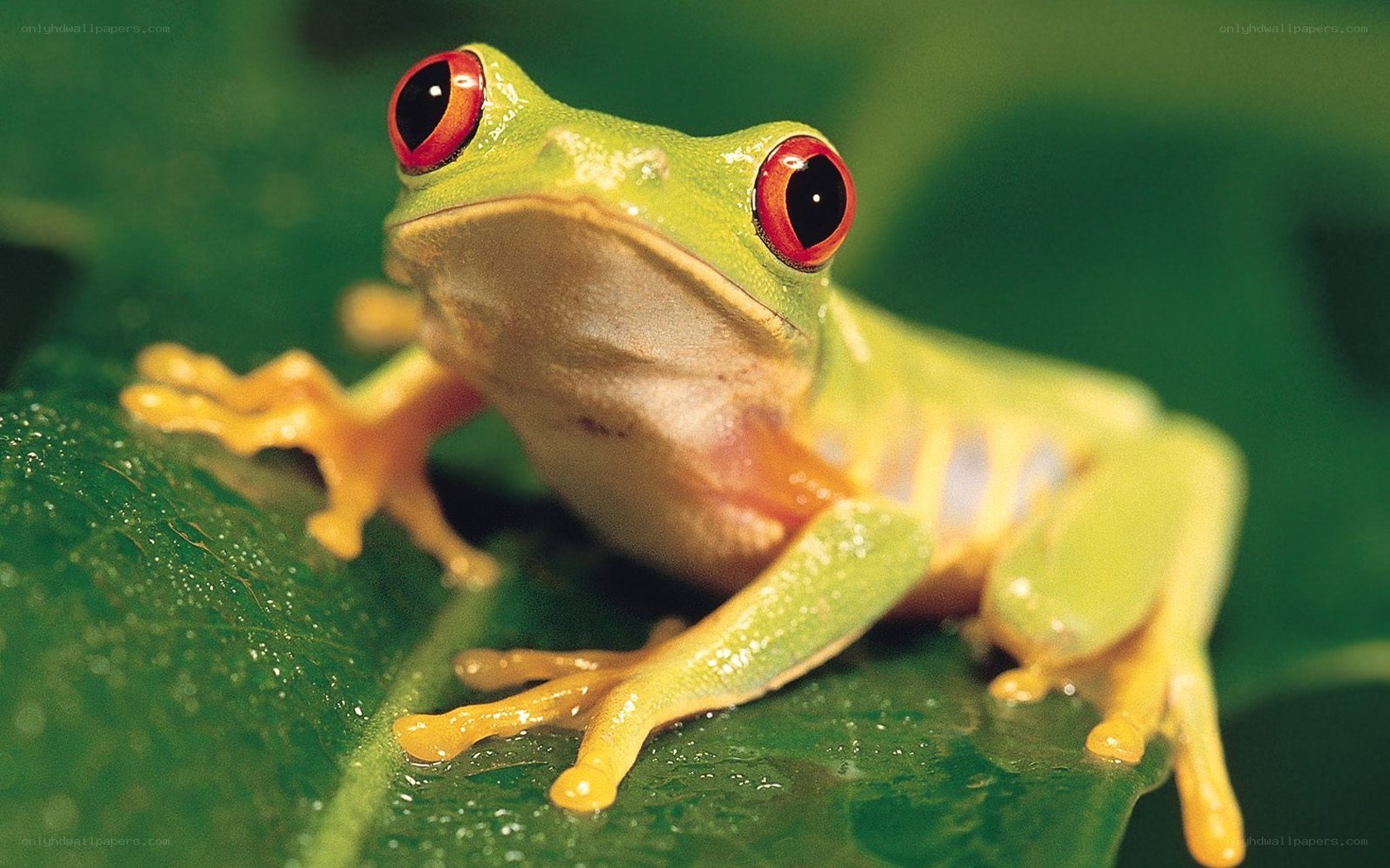 Red-eyed tree frog on leaf