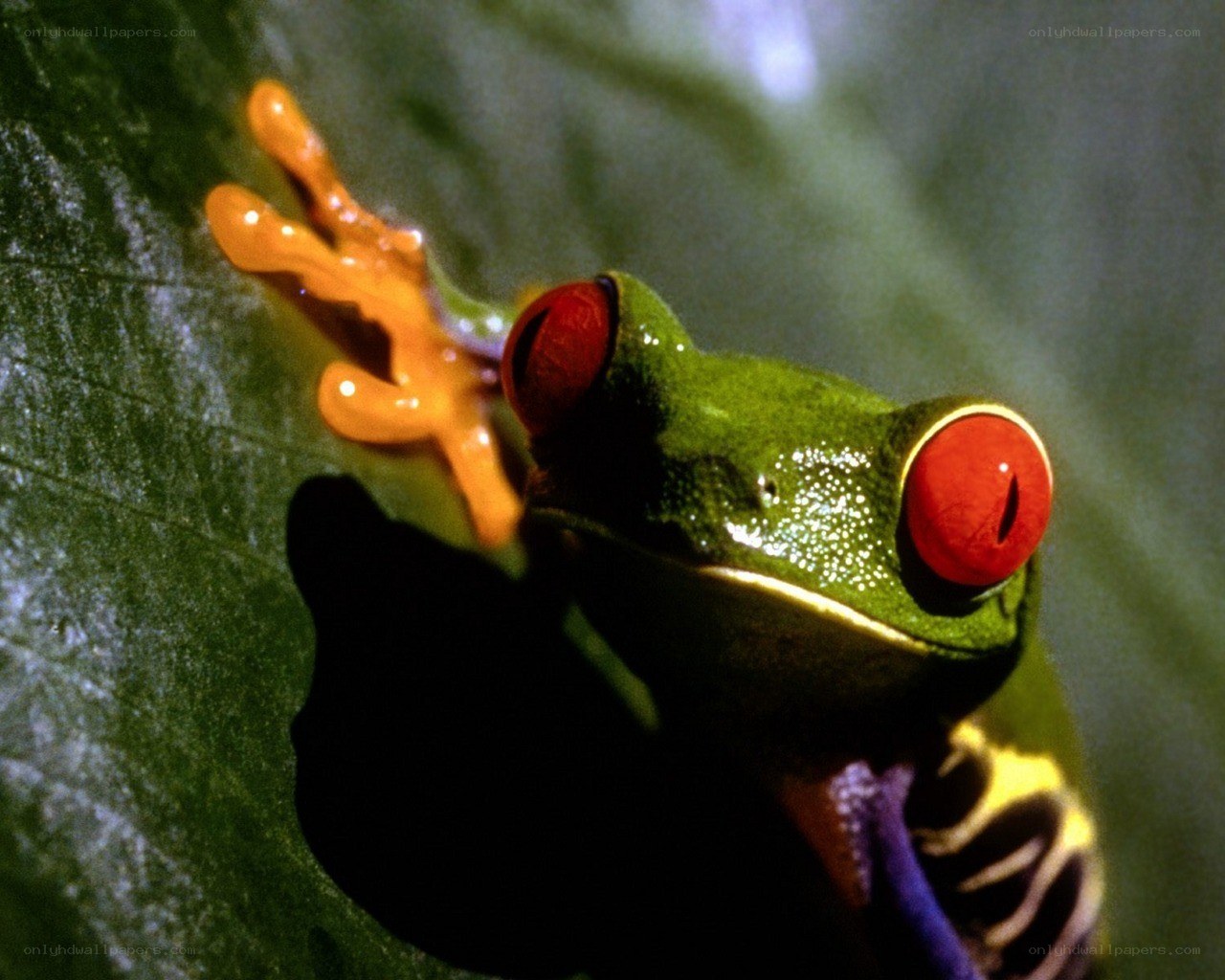 Red-eyed tree frog on leaf