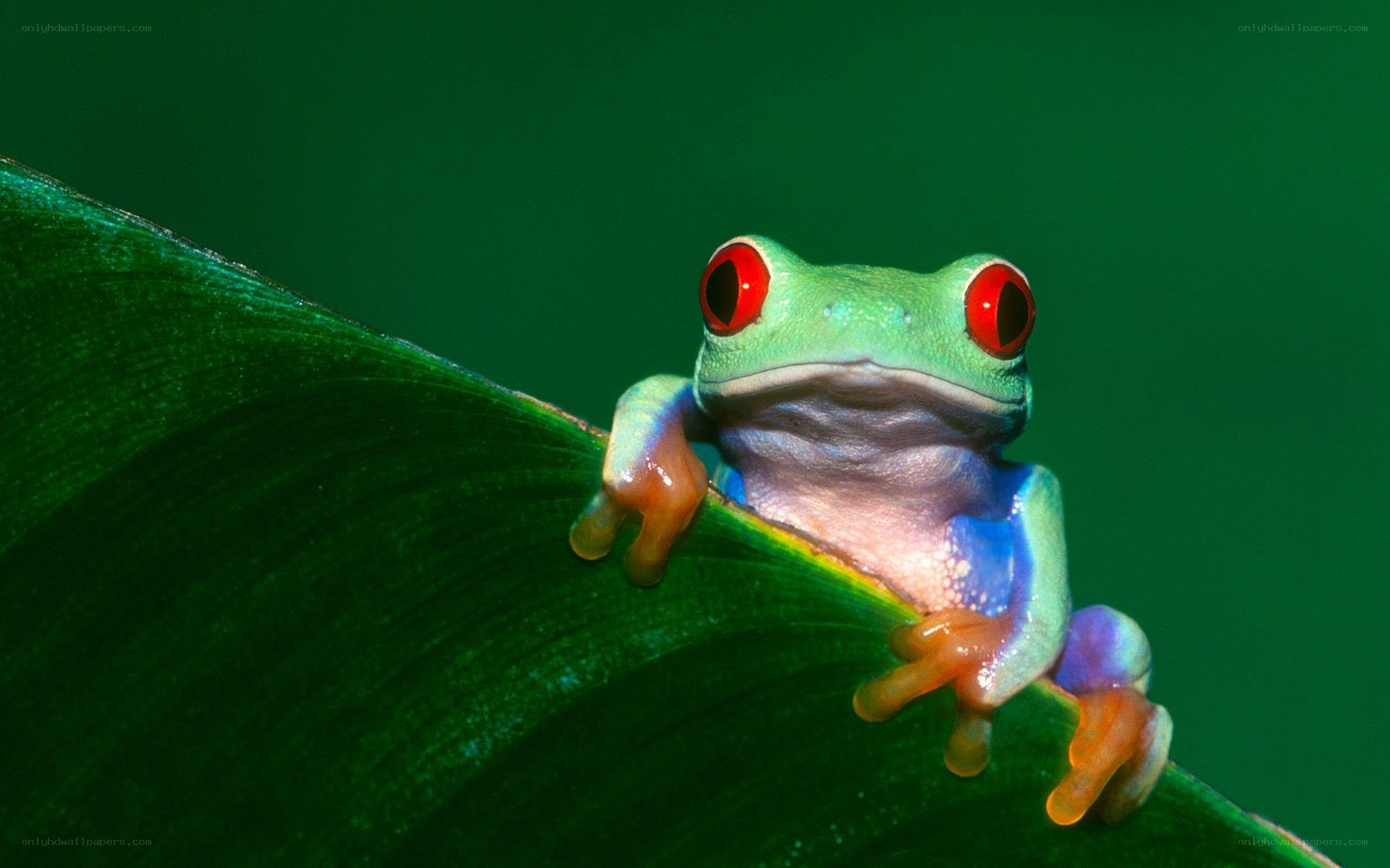 red-eyed tree frog on leaf