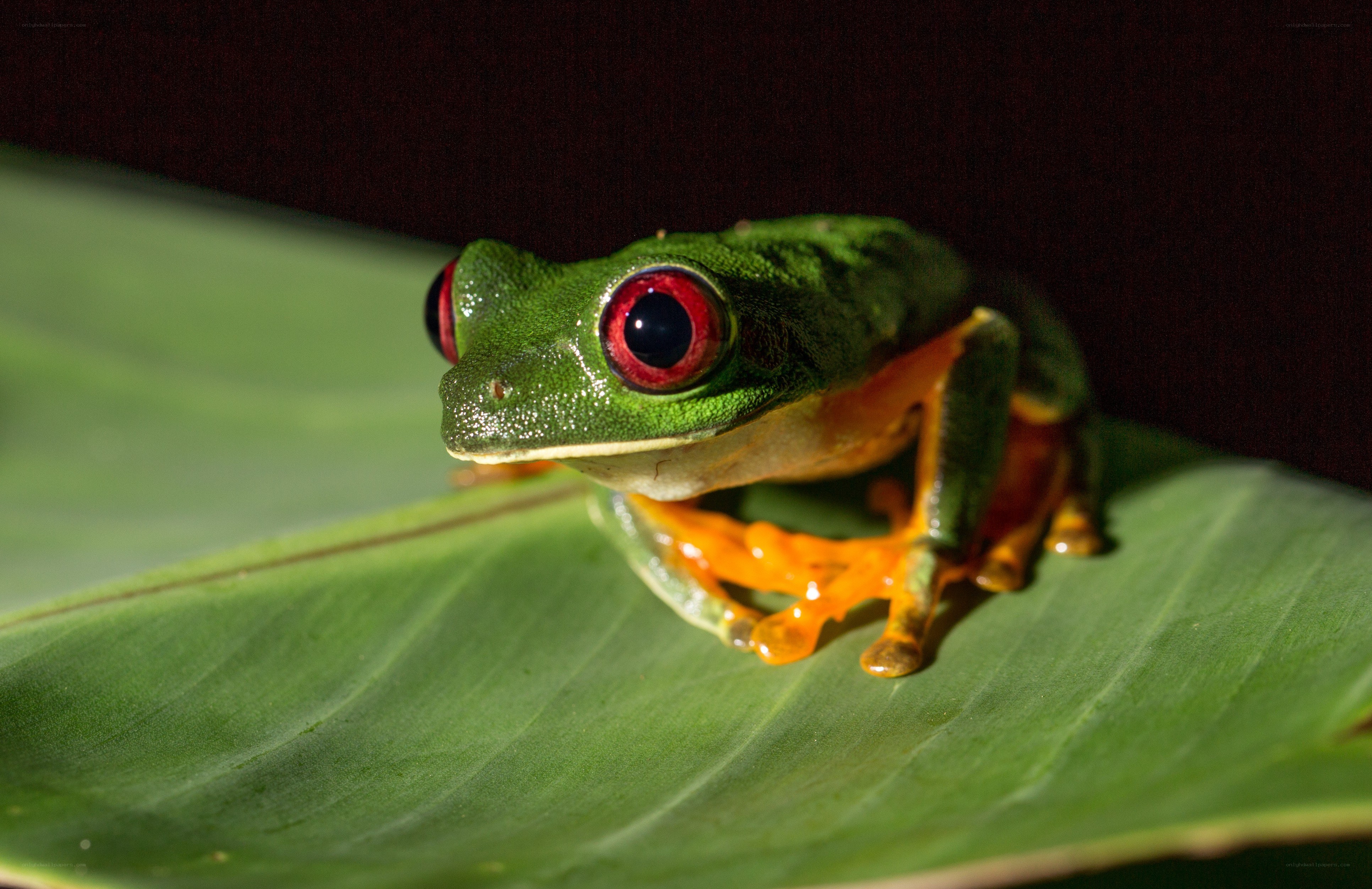 Red-eyed tree frog on leaf