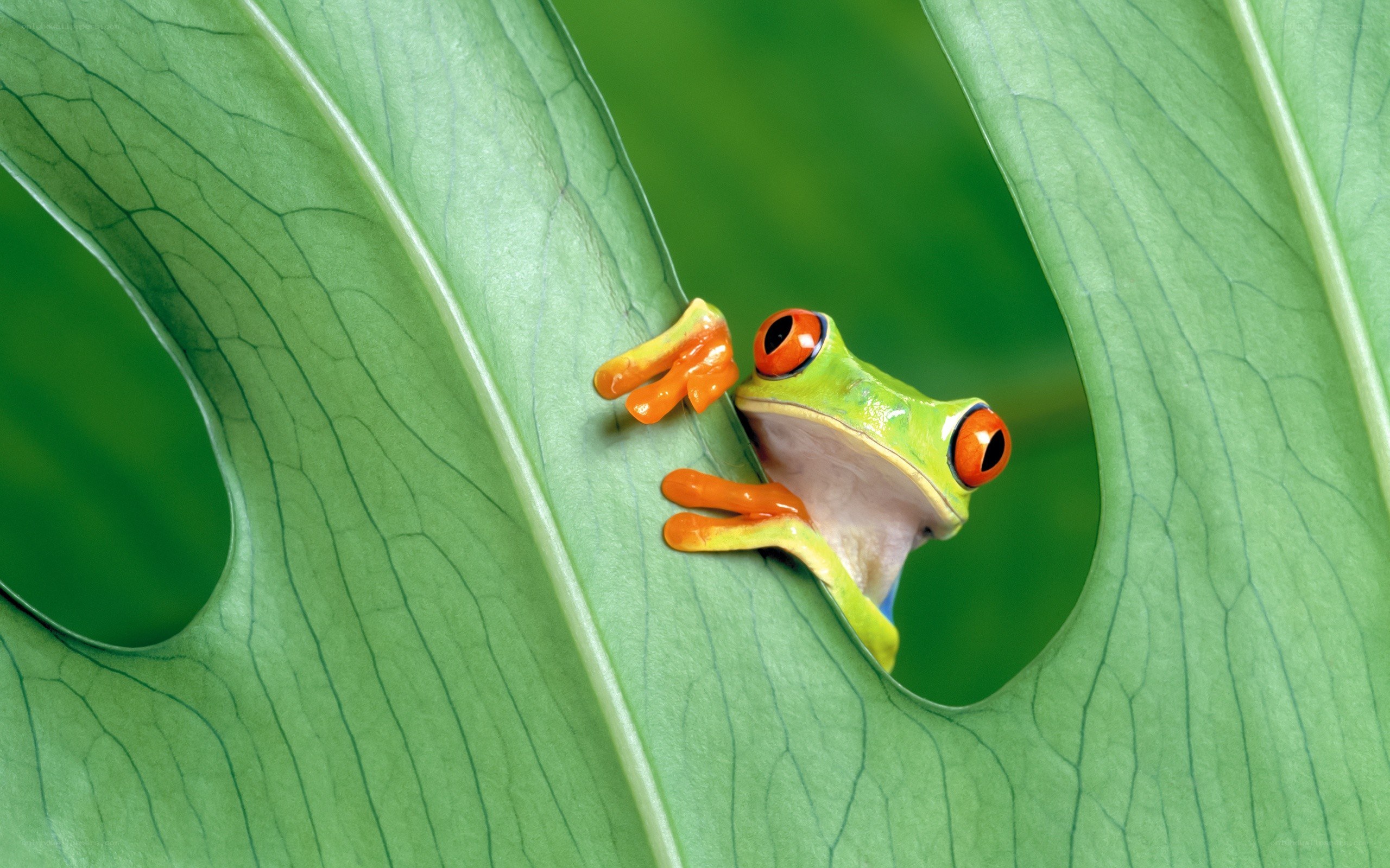 Red-eyed tree frog on leaf