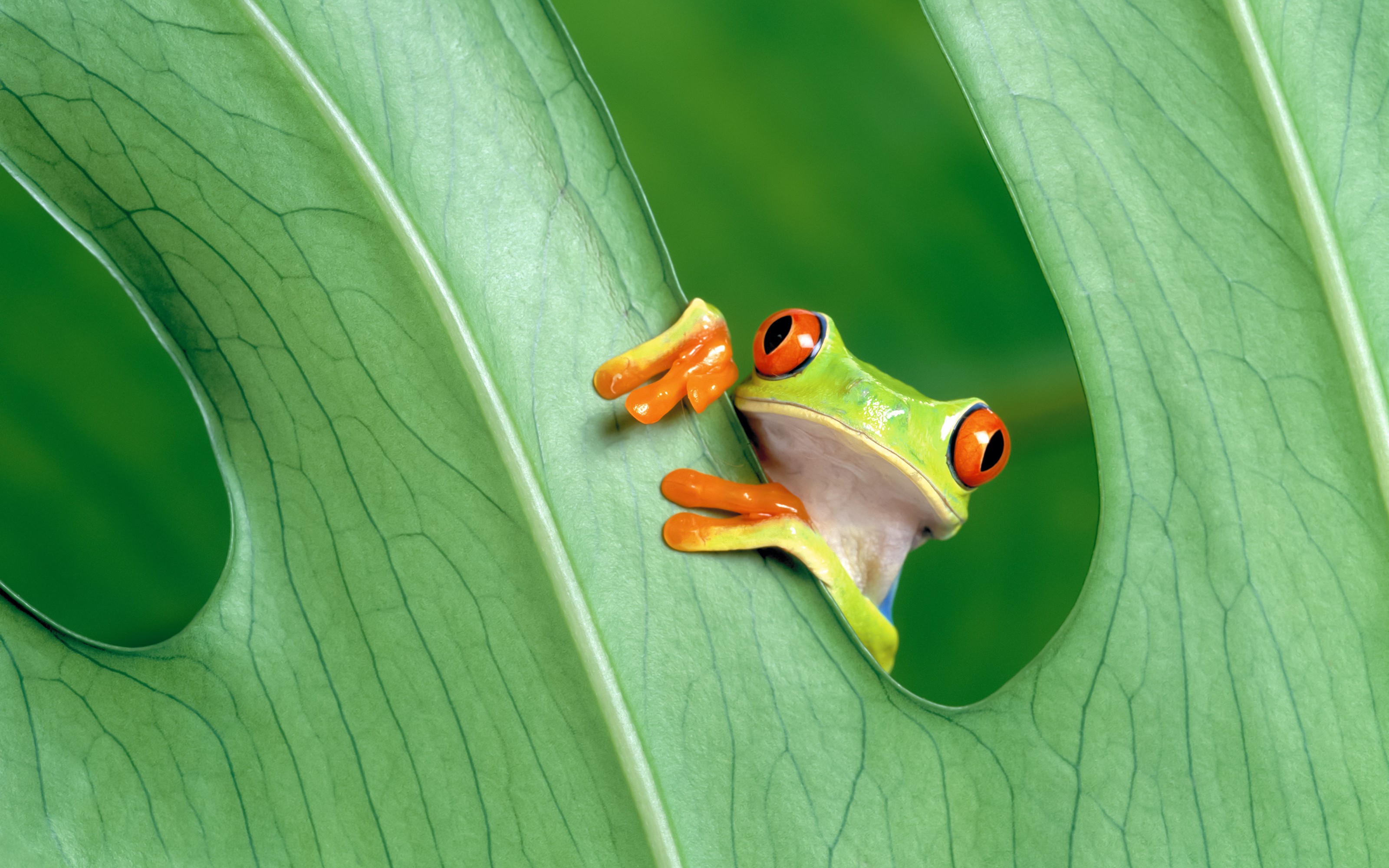 Red-eyed tree frog on leaf