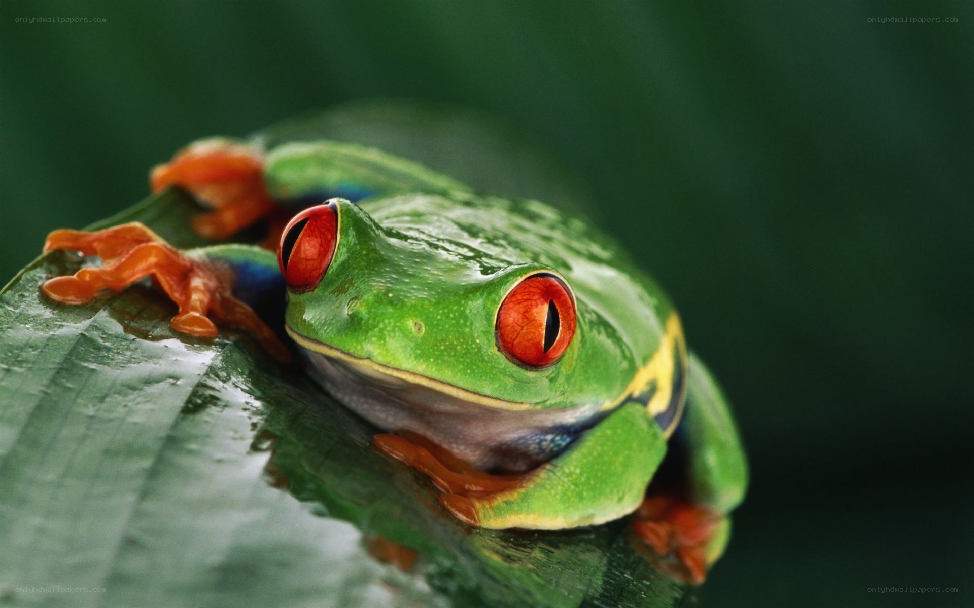Red-eyed tree frog on leaf