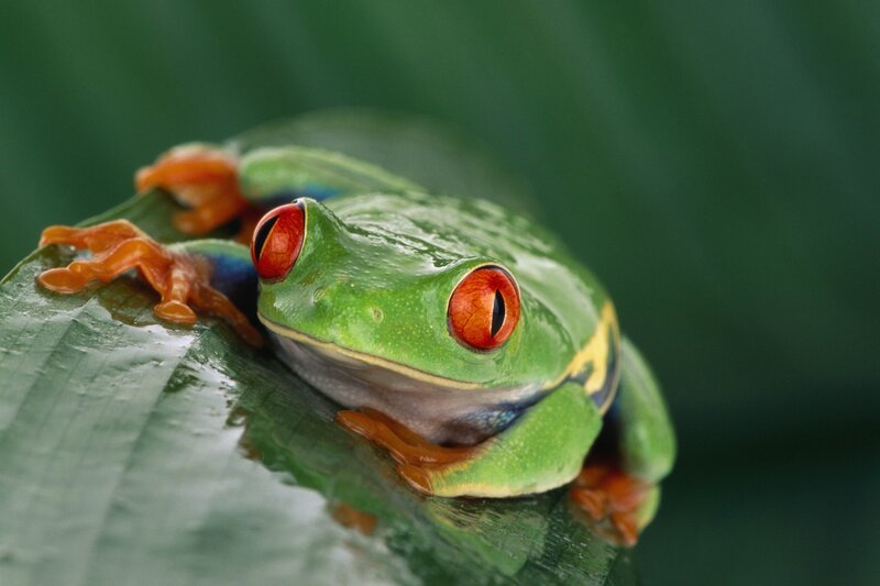 Red-eyed tree frog on leaf