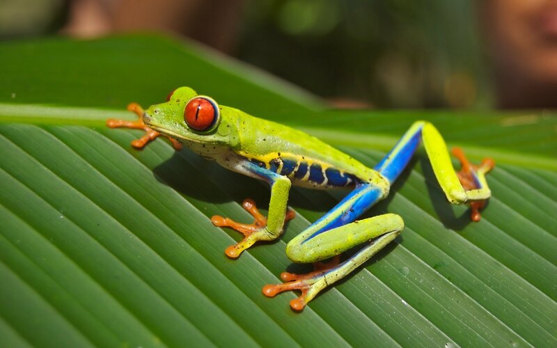 Red-eyed tree frog on leaf