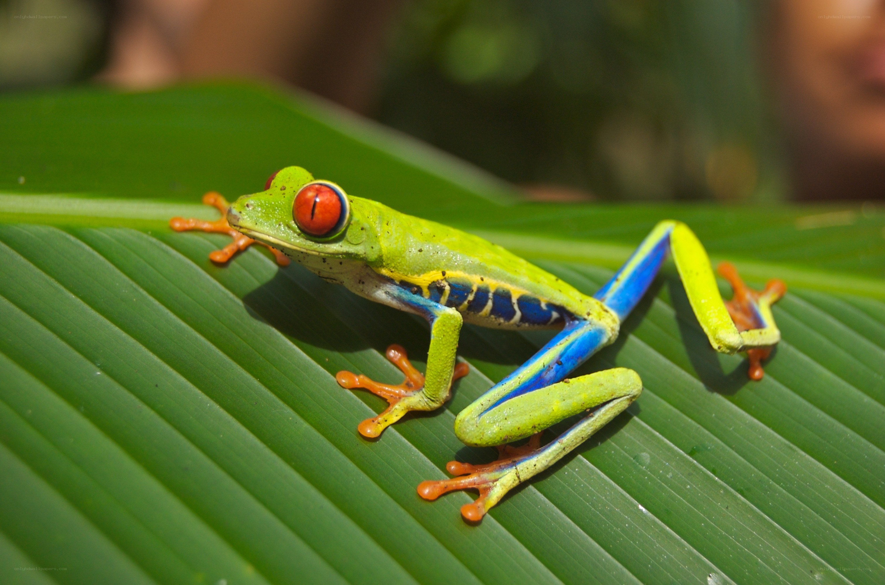 Red-eyed tree frog on leaf