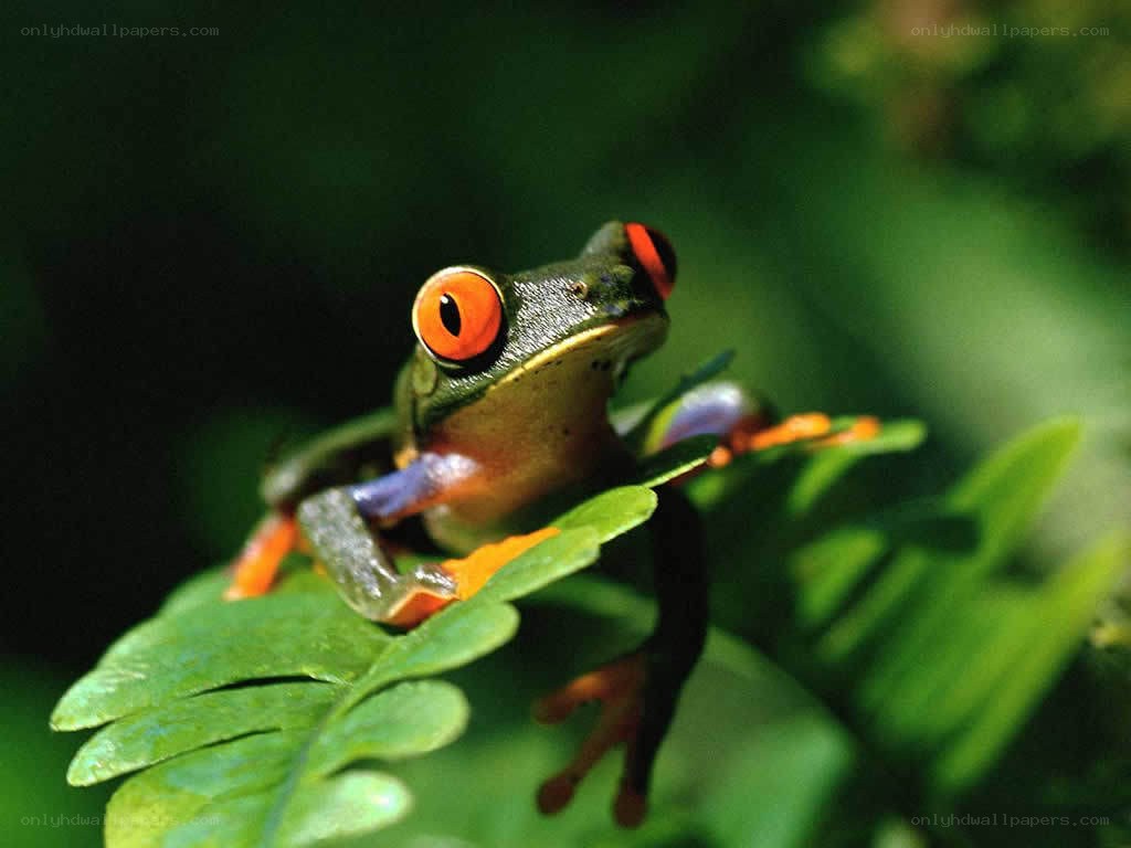 Red-eyed tree frog on leaf