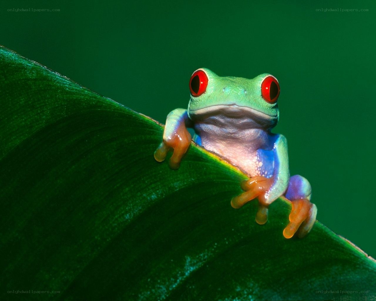 Red-eyed tree frog on leaf