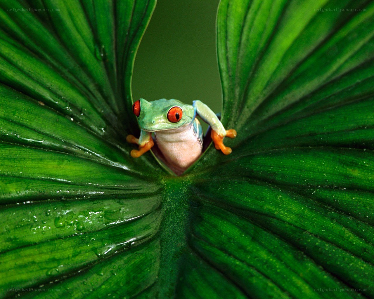 Red-eyed tree frog on leaf