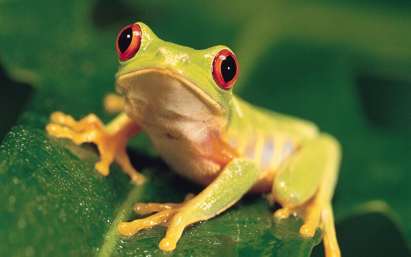 Red-eyed tree frog on leaf