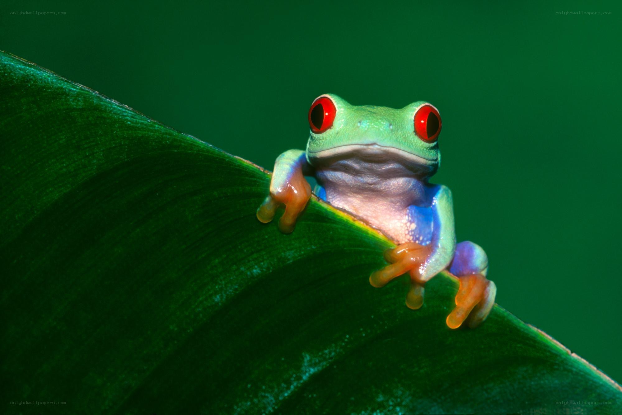 Red-eyed tree frog on leaf