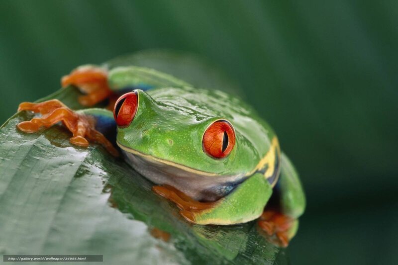 Red-eyed tree frog on leaf