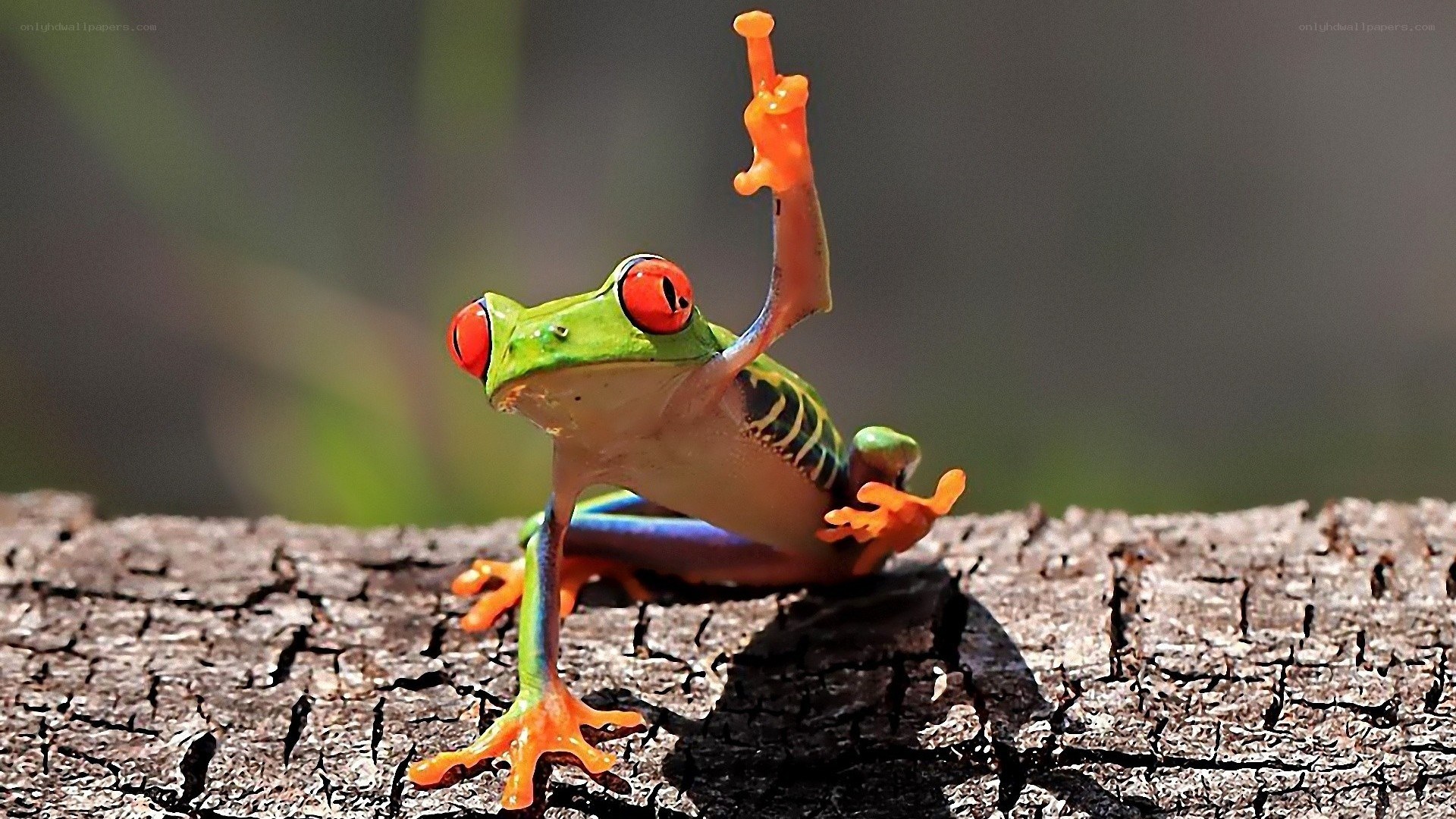 Red-eyed tree frog on log