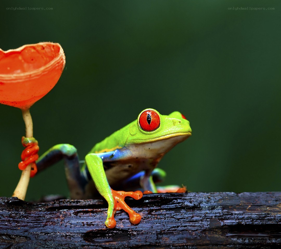 Red-eyed tree frog on log