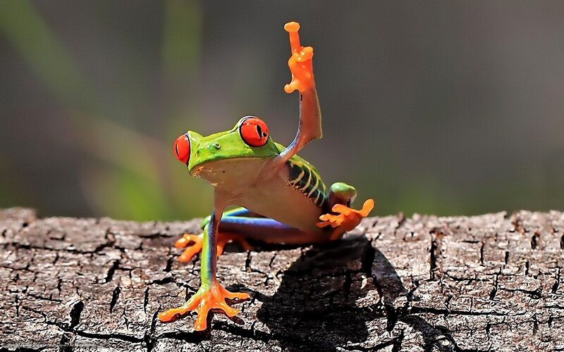 Red-eyed tree frog on log