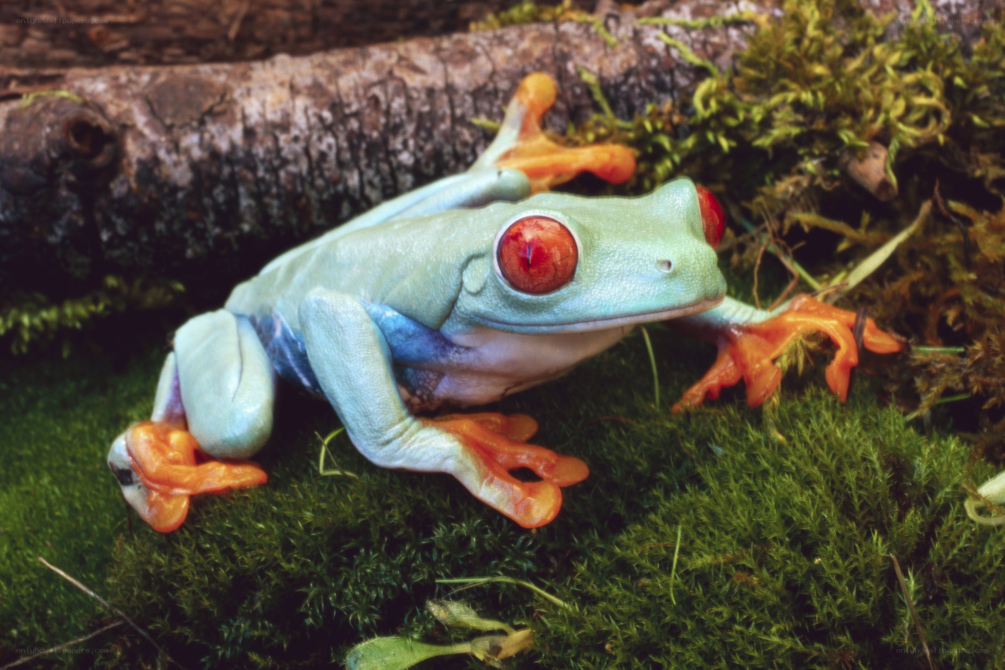 Red-eyed tree frog on moss