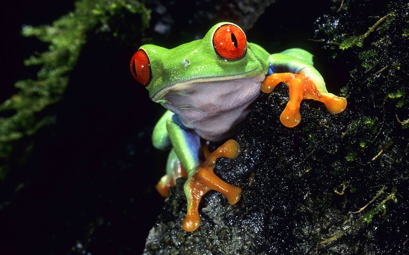 Red-eyed tree frog on mossy branch