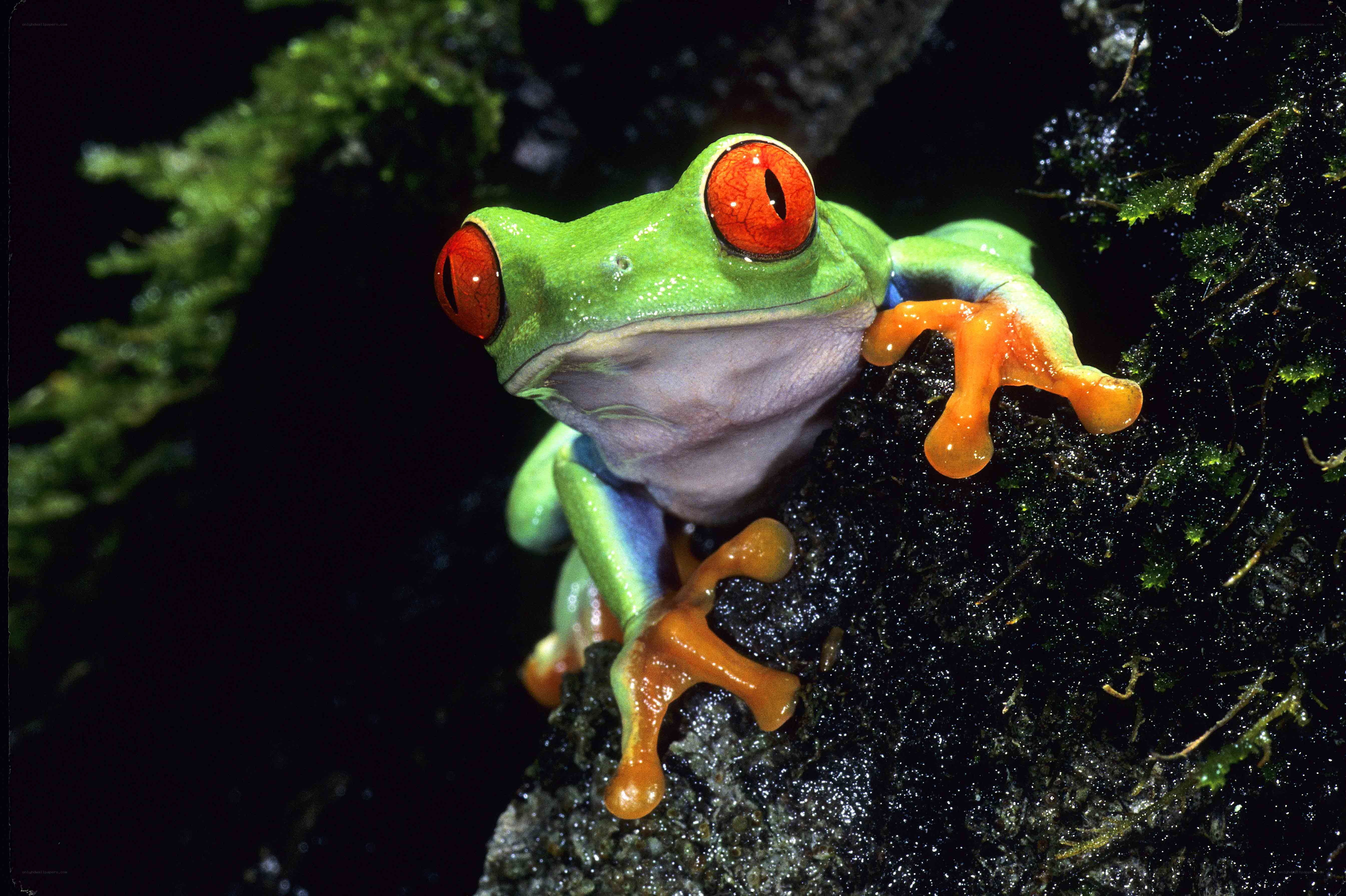 Red-eyed tree frog on mossy branch