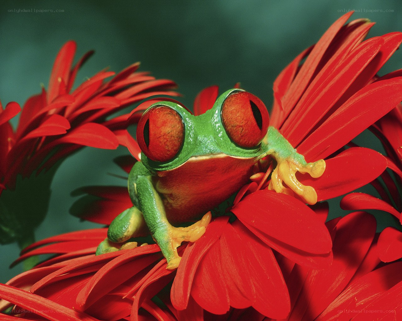 Red-eyed tree frog on red flower