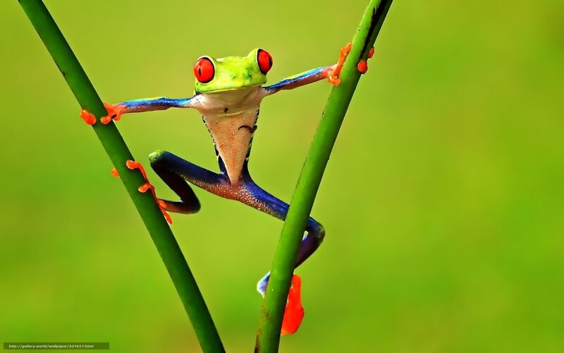 Red-eyed tree frog on stems