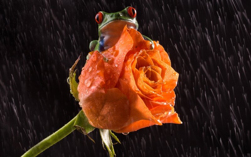 Red-eyed Tree Frog — Orange