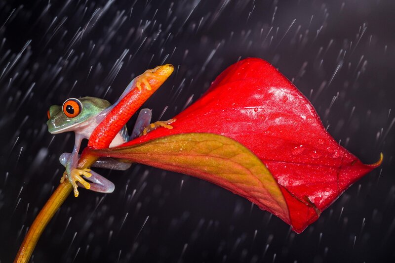 Red-eyed Tree Frog — Red