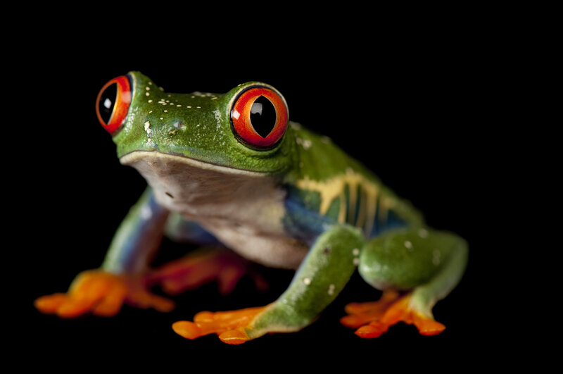 Red-eyed tree frog
