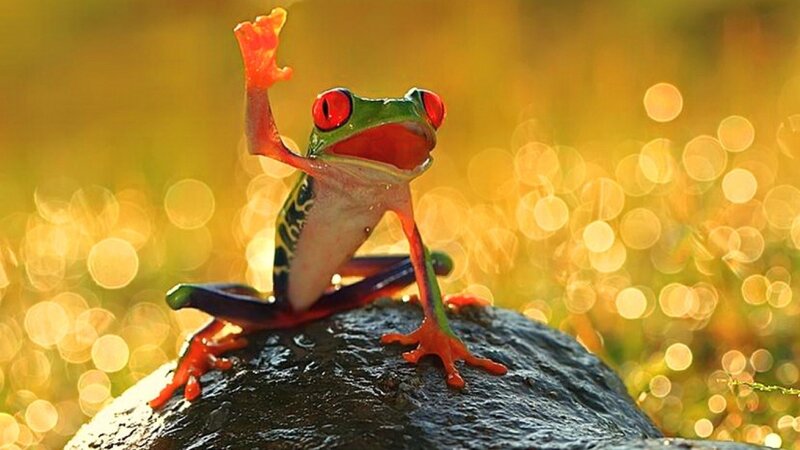 Red-eyed tree frog waving