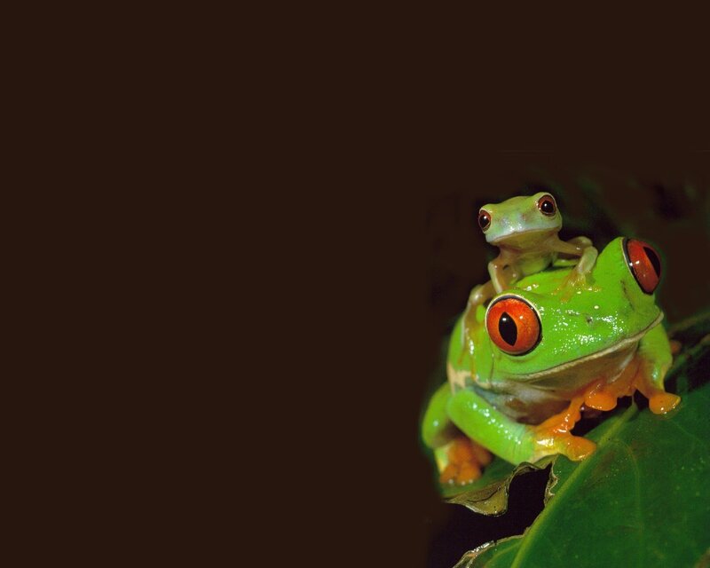 Red-eyed Tree Frogs — Green, Dramatic, Night