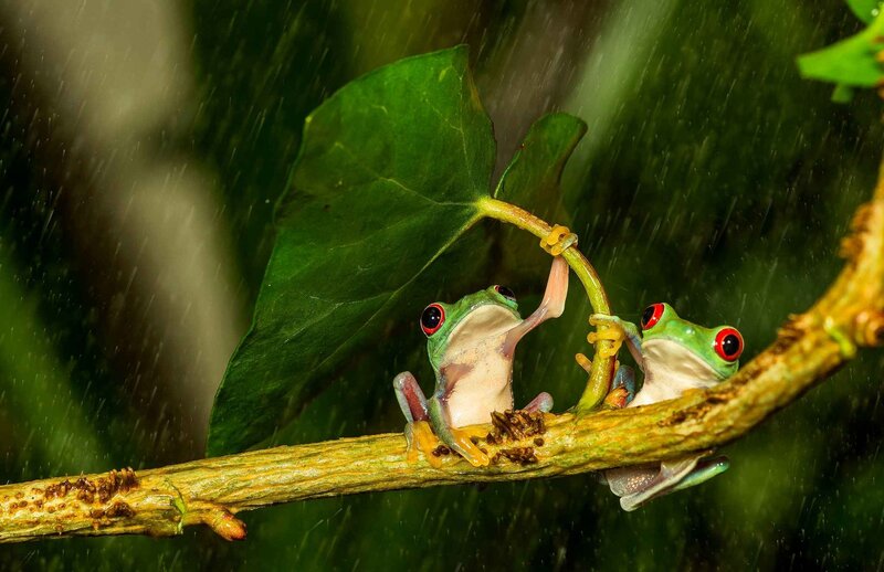 Red-eyed Tree Frogs — Green, Dramatic, Photograph, Branch