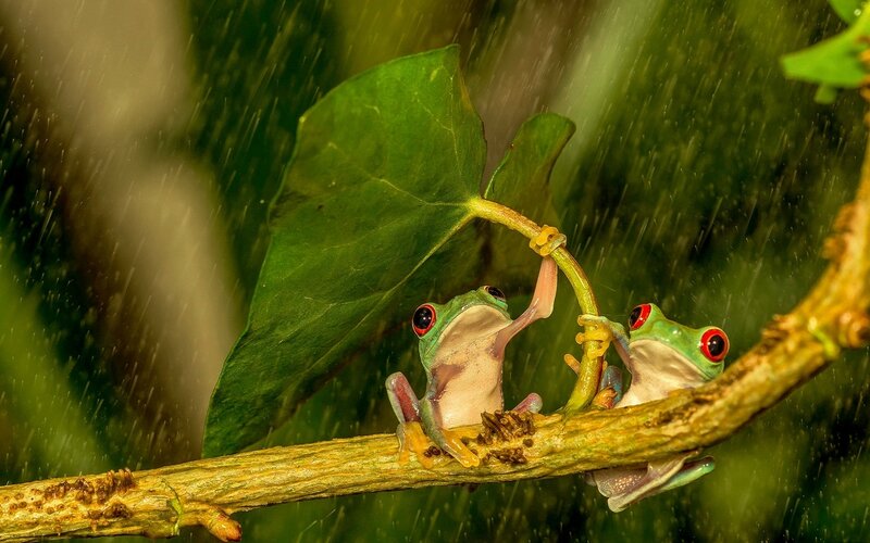 Red-eyed Tree Frogs — Green, Dramatic, Photograph