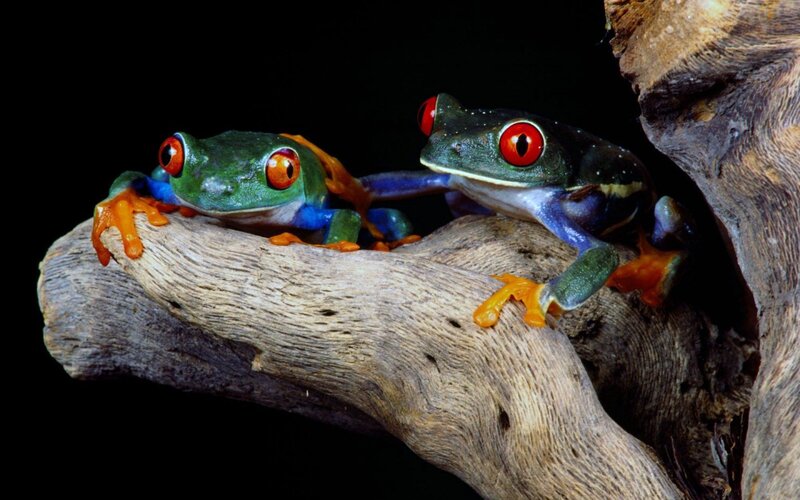 Red-eyed Tree Frogs — Green, Dramatic
